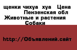 щенки чихуа- хуа › Цена ­ 6 000 - Пензенская обл. Животные и растения » Собаки   